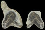 Fossil Capelin Fish (Mallotus) Nodule - Canada #136151-2